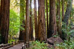 Muir-Woods-National-Monument