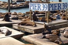 Pier 39