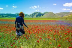 campo di papaveri umbria